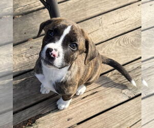 Mutt Dogs for adoption in Brooklyn Center, MN, USA