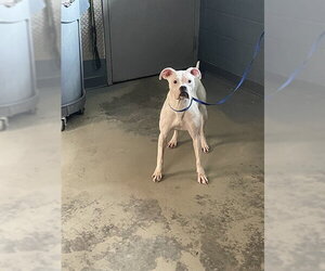 Boxer-Unknown Mix Dogs for adoption in Tallahassee, FL, USA