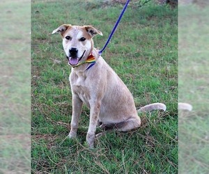 Anatolian Shepherd-Unknown Mix Dogs for adoption in Arlington, TX, USA