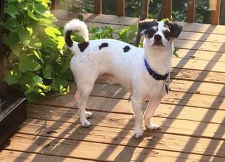 Jack Chi Dogs for adoption in Spokane, WA, USA