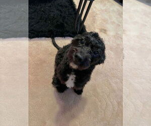 Maltese-Poodle (Toy) Mix Dogs for adoption in Grafton, WI, USA