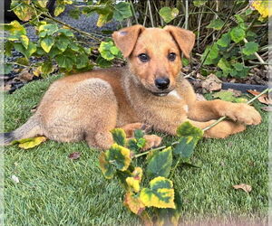 German Shepherd Dog-Unknown Mix Dogs for adoption in Lakewood, CO, USA