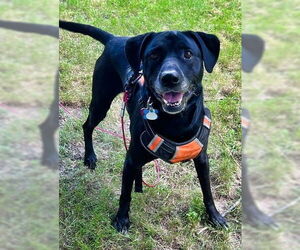 Mutt Dogs for adoption in Minneapolis, MN, USA
