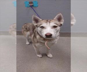 Siberian Husky-Unknown Mix Dogs for adoption in Las Vegas, NV, USA