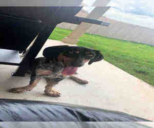 Bluetick Coonhound Dogs for adoption in San Antonio, TX, USA