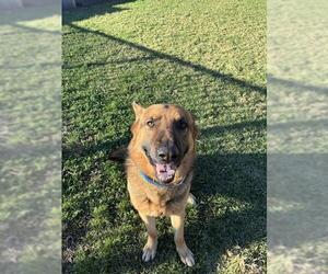 German Shepherd Dog Dogs for adoption in Riverside, CA, USA