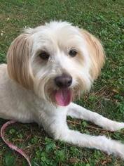 Unknown-Wheaten Terrier Mix Dogs for adoption in Acworth, GA, USA