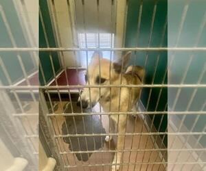 German Shepherd Dog-Siberian Husky Mix Dogs for adoption in Texas City, TX, USA