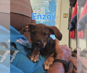 Beagle-Unknown Mix Dogs for adoption in Montello, WI, USA