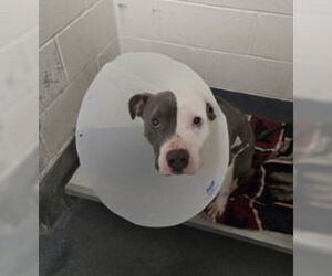 Mutt Dogs for adoption in Glen Allen, VA, USA