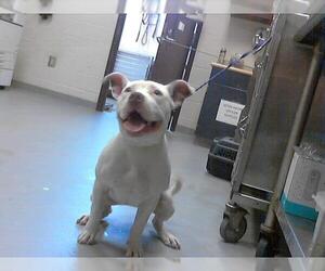 American Pit Bull Terrier Dogs for adoption in Fayetteville, NC, USA