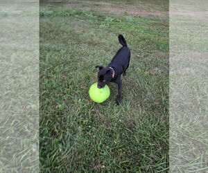 Boxador Dogs for adoption in Mechanicsburg, PA, USA