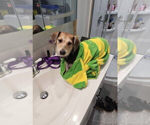 Beagle-Unknown Mix Dogs for adoption in Oakhurst, NJ, USA