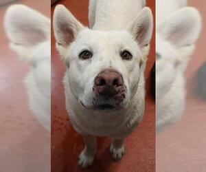 Mutt Dogs for adoption in Thief River Falls, MN, USA