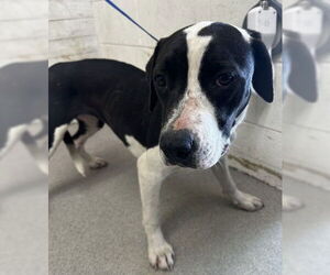 Beagle-Unknown Mix Dogs for adoption in San Bernardino, CA, USA
