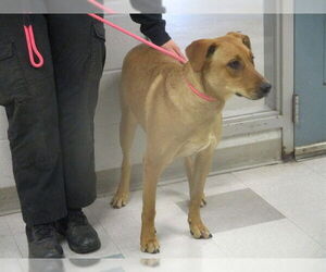 German Shepherd Dog-Unknown Mix Dogs for adoption in Oklahoma City, OK, USA
