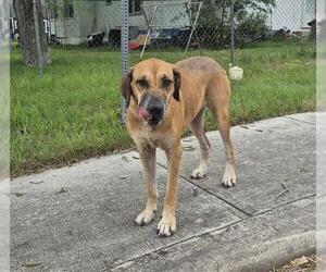 Bullmastiff-Unknown Mix Dogs for adoption in San Antonio, TX, USA