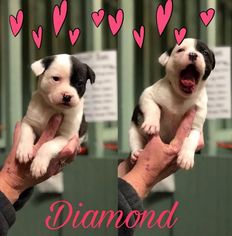 Boxador Dogs for adoption in Peachtree City, GA, USA