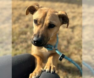 Corgi Basset Dogs for adoption in Yardley, PA, USA
