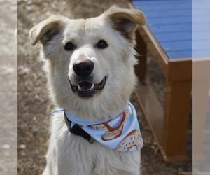 Golden Pyrenees Dogs for adoption in San Antonio, TX, USA