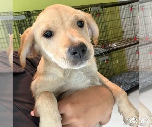 Labrador Retriever-Unknown Mix Dogs for adoption in Washington, DC, USA