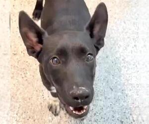 American Pit Bull Terrier Dogs for adoption in Houston, TX, USA