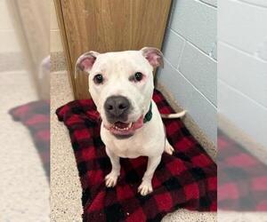 American Pit Bull Terrier Dogs for adoption in Brighton, CO, USA