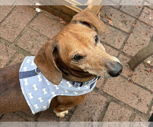 Dachshund Dogs for adoption in Fruitland, SC, USA