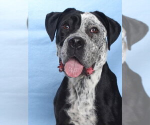 Mutt Dogs for adoption in Burbank, CA, USA