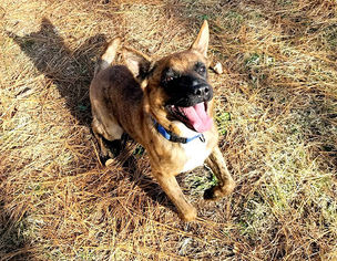 Australian Kelpie-Unknown Mix Dogs for adoption in Millington, TN, USA
