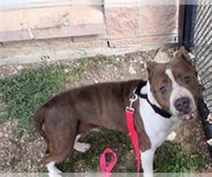 American Staffordshire Terrier Dogs for adoption in San Antonio, TX, USA