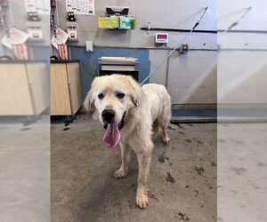 Great Pyrenees Dogs for adoption in Camarillo, CA, USA