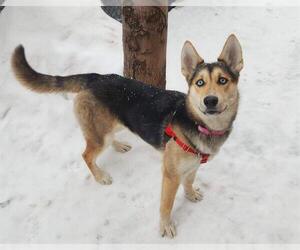Gerberian Shepsky Dogs for adoption in Minneapolis, MN, USA