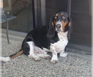Basset Hound Dogs for adoption in Petaluma, CA, USA