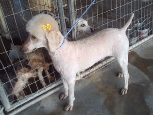 Poodle (Standard) Dogs for adoption in Bonifay, MO, USA