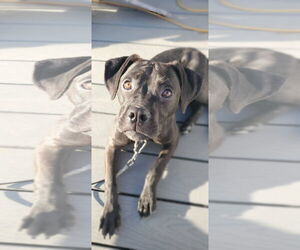 American Pit Bull Terrier-Unknown Mix Dogs for adoption in New London, WI, USA