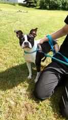 Boston Terrier Dogs for adoption in Traverse City, MI, USA