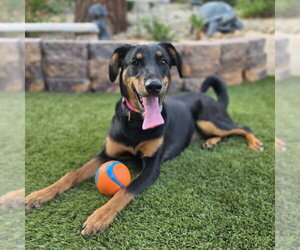 Doberman Pinscher-Unknown Mix Dogs for adoption in Las Vegas, NV, USA