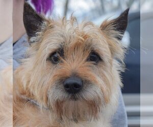 Cairn Terrier Dogs for adoption in Huntley, IL, USA