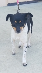 Jack-Rat Terrier Dogs for adoption in Missouri City, TX, USA