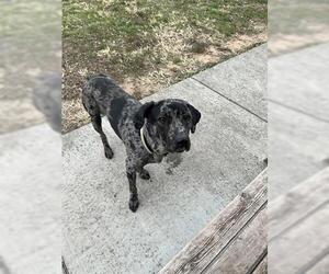 Catahoula Leopard Dog-Unknown Mix Dogs for adoption in Tulsa, OK, USA