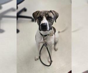 American Pit Bull Terrier-Catahoula Leopard Dog Mix Dogs for adoption in Center Township, PA, USA