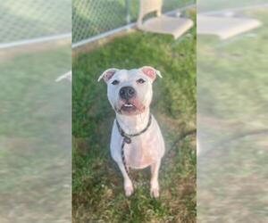 American Pit Bull Terrier Dogs for adoption in Louisville, KY, USA