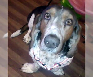 Basset Hound Dogs for adoption in Deepwater, NJ, USA