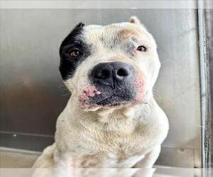 American Pit Bull Terrier Dogs for adoption in San Bernardino, CA, USA