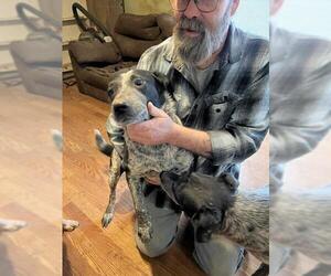 Mutt Dogs for adoption in Louisville, KY, USA