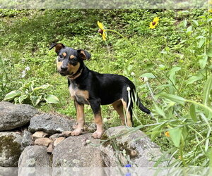 German Shepherd Dog-Unknown Mix Dogs for adoption in Brewster, NY, USA
