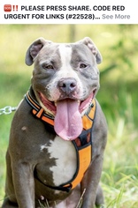 American Staffordshire Terrier-Unknown Mix Dogs for adoption in Lincoln Park, NJ, USA