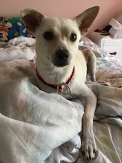 Medium Photo #1 Rat-Cha Puppy For Sale in Essex, VT, USA