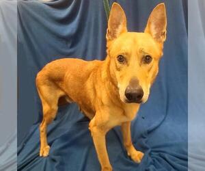 German Shepherd Dog-Unknown Mix Dogs for adoption in Long Beach, CA, USA